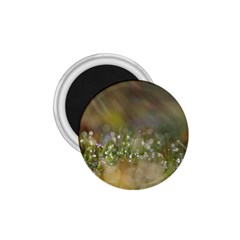 Sundrops 1 75  Button Magnet