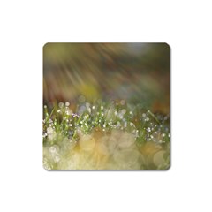 Sundrops Magnet (square)