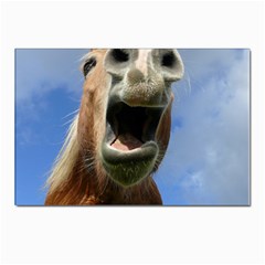 Haflinger  Postcards 5  X 7  (10 Pack) by Siebenhuehner