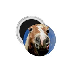 Haflinger  1 75  Button Magnet