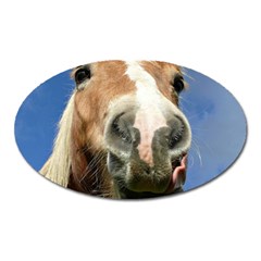 Haflinger  Magnet (oval)