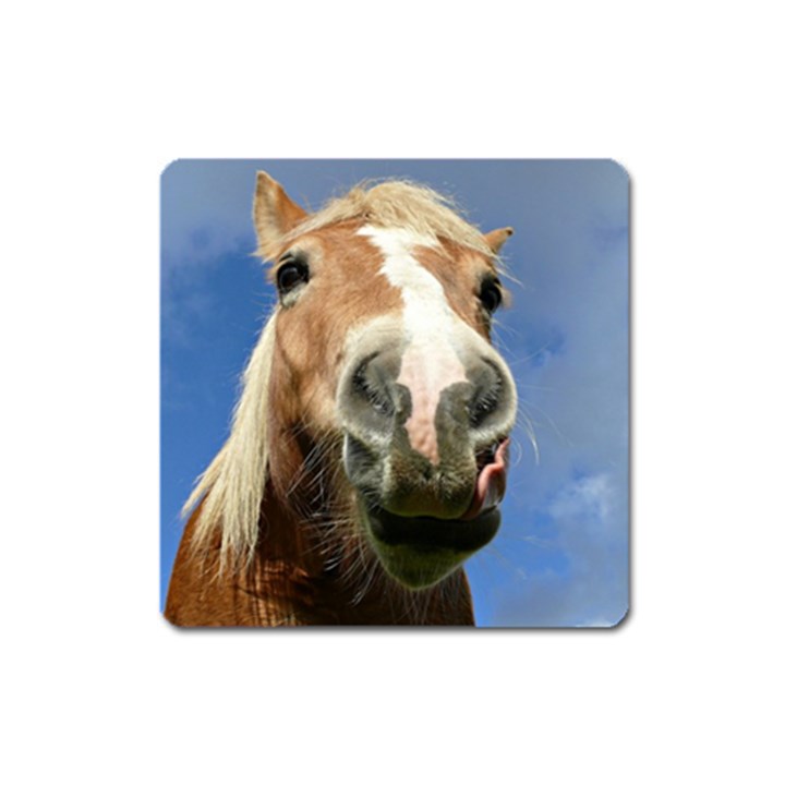 Haflinger  Magnet (Square)