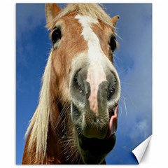 Haflinger  Canvas 8  X 10  (unframed) by Siebenhuehner