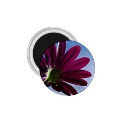 Daisy 1 75  Button Magnet