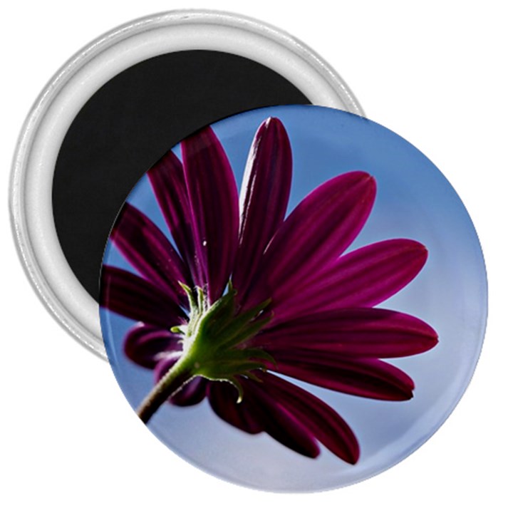 Daisy 3  Button Magnet