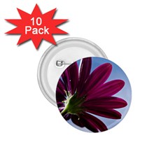 Daisy 1 75  Button (10 Pack)