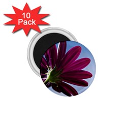 Daisy 1 75  Button Magnet (10 Pack) by Siebenhuehner