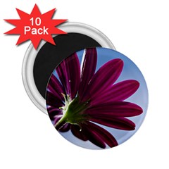 Daisy 2 25  Button Magnet (10 Pack) by Siebenhuehner