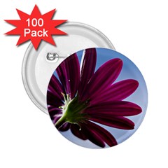 Daisy 2 25  Button (100 Pack) by Siebenhuehner