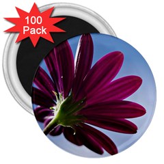 Daisy 3  Button Magnet (100 Pack) by Siebenhuehner