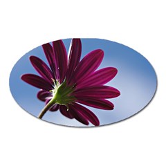 Daisy Magnet (oval) by Siebenhuehner