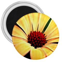 Osterspermum 3  Button Magnet