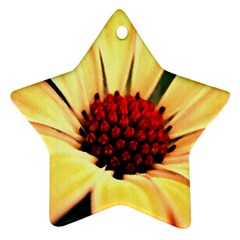 Osterspermum Star Ornament by Siebenhuehner