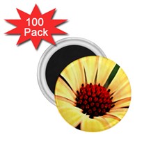 Osterspermum 1 75  Button Magnet (100 Pack) by Siebenhuehner