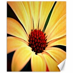 Osterspermum Canvas 8  X 10  (unframed) by Siebenhuehner