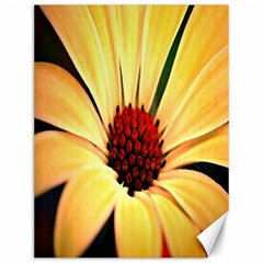 Osterspermum Canvas 12  X 16  (unframed) by Siebenhuehner