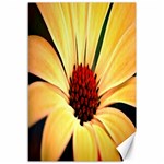 Osterspermum Canvas 12  x 18  (Unframed) 11.88 x17.36  Canvas - 1