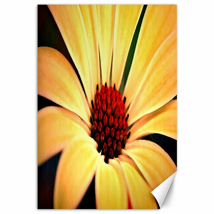 Osterspermum Canvas 12  x 18  (Unframed)