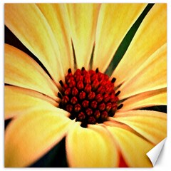 Osterspermum Canvas 20  X 20  (unframed) by Siebenhuehner