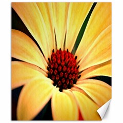 Osterspermum Canvas 20  X 24  (unframed) by Siebenhuehner