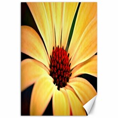 Osterspermum Canvas 24  X 36  (unframed)