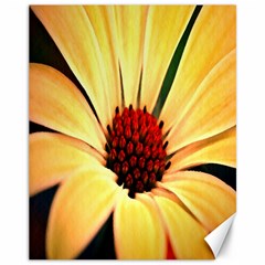 Osterspermum Canvas 11  X 14  (unframed) by Siebenhuehner