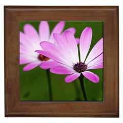 Osterspermum Framed Ceramic Tile