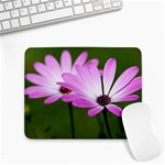 Osterspermum Small Mouse Pad (Rectangle) Front