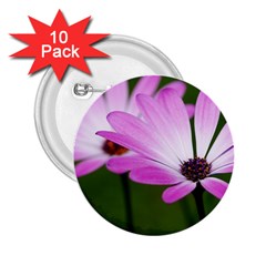 Osterspermum 2 25  Button (10 Pack) by Siebenhuehner