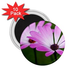 Osterspermum 2 25  Button Magnet (10 Pack) by Siebenhuehner