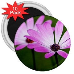 Osterspermum 3  Button Magnet (10 Pack) by Siebenhuehner