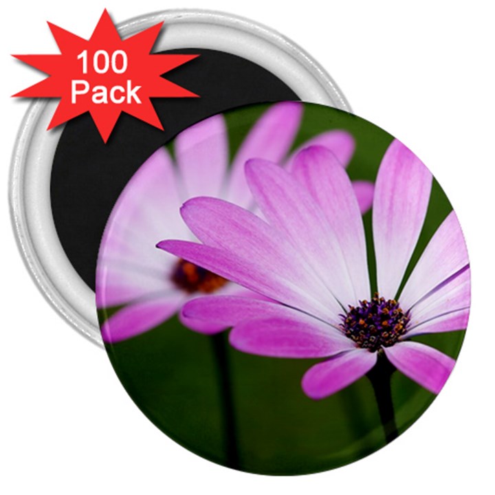 Osterspermum 3  Button Magnet (100 pack)