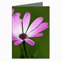 Osterspermum Greeting Card by Siebenhuehner