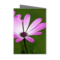 Osterspermum Mini Greeting Card (8 Pack) by Siebenhuehner