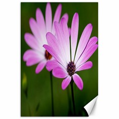 Osterspermum Canvas 20  X 30  (unframed) by Siebenhuehner