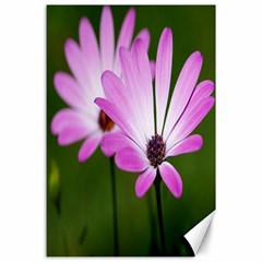 Osterspermum Canvas 24  X 36  (unframed) by Siebenhuehner