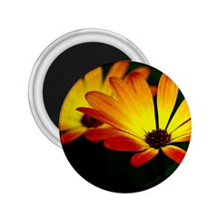 Osterspermum 2 25  Button Magnet by Siebenhuehner