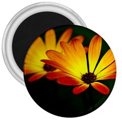 Osterspermum 3  Button Magnet by Siebenhuehner