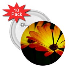 Osterspermum 2 25  Button (10 Pack)