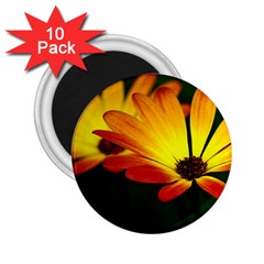 Osterspermum 2 25  Button Magnet (10 Pack) by Siebenhuehner