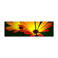 Osterspermum Bumper Sticker 10 Pack by Siebenhuehner