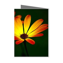 Osterspermum Mini Greeting Card (8 Pack) by Siebenhuehner