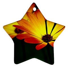 Osterspermum Star Ornament (two Sides) by Siebenhuehner