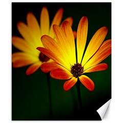 Osterspermum Canvas 8  X 10  (unframed) by Siebenhuehner