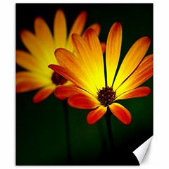 Osterspermum Canvas 20  X 24  (unframed)