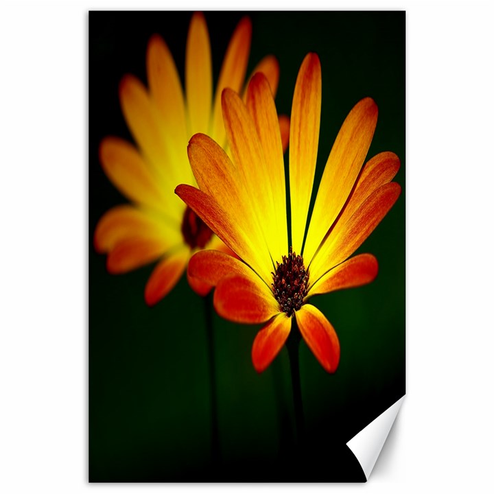 Osterspermum Canvas 24  x 36  (Unframed)