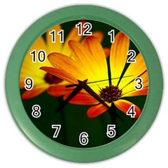 Osterspermum Wall Clock (color)