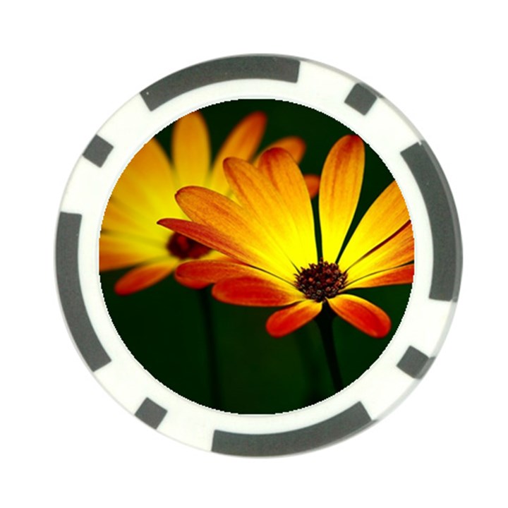 Osterspermum Poker Chip