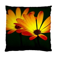 Osterspermum Cushion Case (two Sided)  by Siebenhuehner