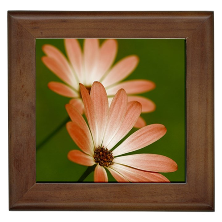 Osterspermum Framed Ceramic Tile